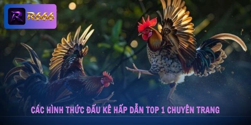 Đá Gà R666 2 Các hình thức đấu kê hấp dẫn top 1 chuyên trang