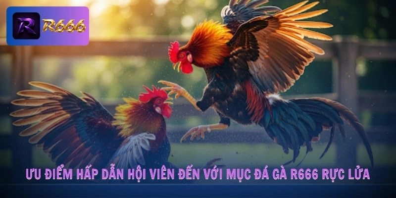 Đá Gà R666 1 Ưu điểm hấp dẫn hội viên đến với mục đá gà R666 rực lửa
